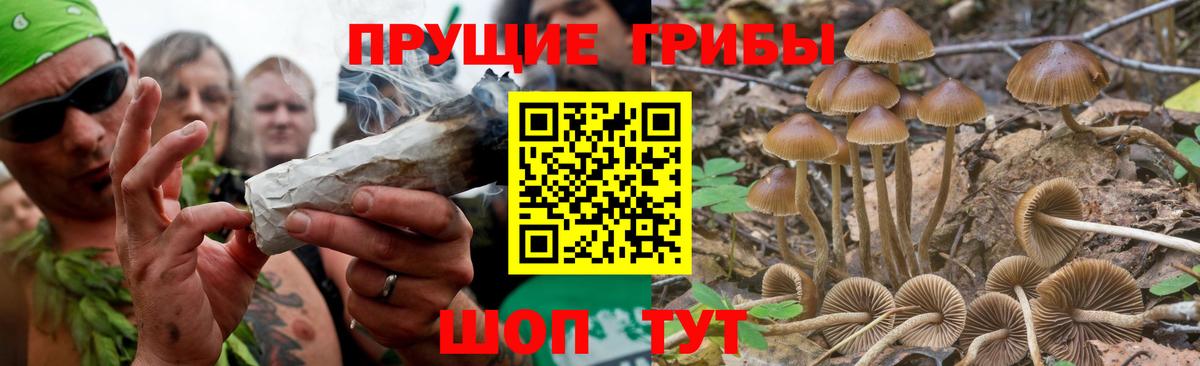 Псилоцибиновые грибы Cubensis Асино